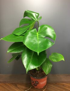 Monstera Plant